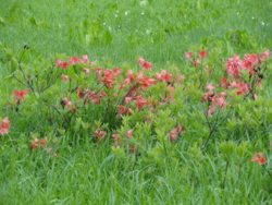 f:id:hatekota810:20120711195323j:image