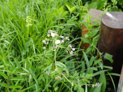 f:id:hatekota810:20120711200126j:image