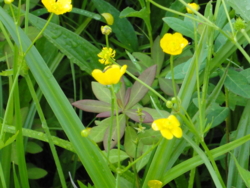 f:id:hatekota810:20120711200132j:image