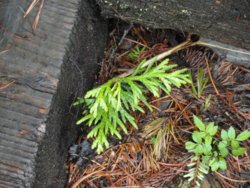 f:id:hatekota810:20120717200533j:image