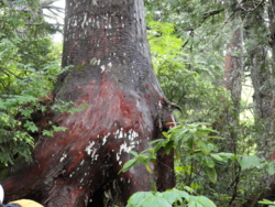 f:id:hatekota810:20120717200539j:image