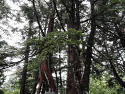 f:id:hatekota810:20120717201357j:image