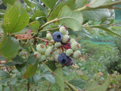 f:id:hatekota810:20120802205206j:image