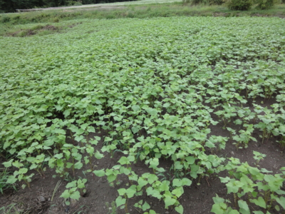 f:id:hatekota810:20120821201652j:image