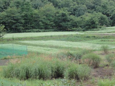 f:id:hatekota810:20120821201727j:image