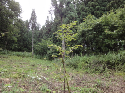 f:id:hatekota810:20120821201803j:image