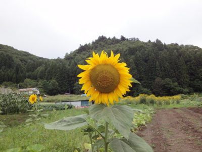 f:id:hatekota810:20120821201916j:image