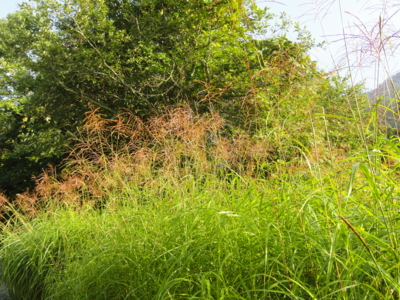 f:id:hatekota810:20120903201059j:image