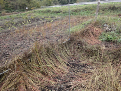 f:id:hatekota810:20121015201634j:image