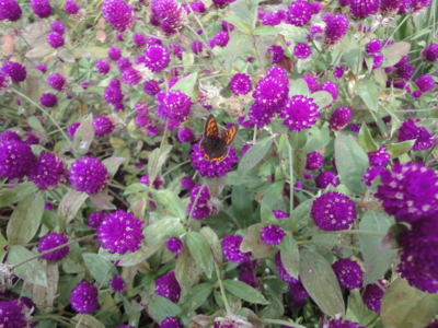 f:id:hatekota810:20121016192600j:image