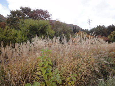 f:id:hatekota810:20121030141952j:image