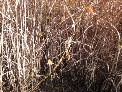 f:id:hatekota810:20121030142123j:image