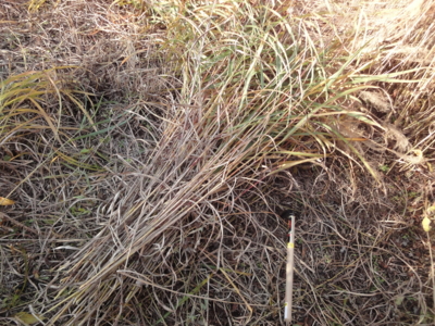 f:id:hatekota810:20121030142400j:image