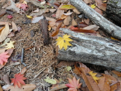 f:id:hatekota810:20121108195127j:image