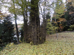 f:id:hatekota810:20121108195818j:image