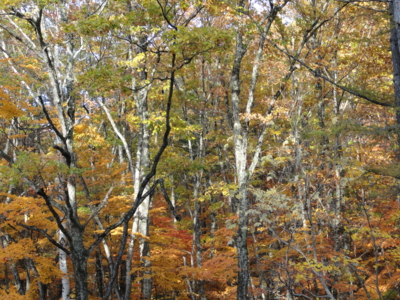 f:id:hatekota810:20121109194428j:image