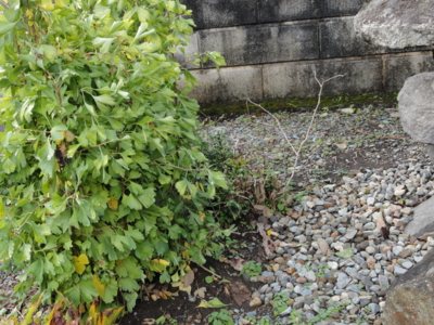 f:id:hatekota810:20121115195847j:image