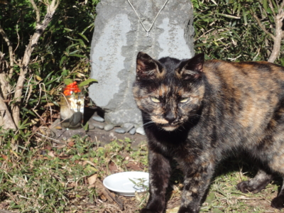 f:id:hatekota810:20121222190925j:image