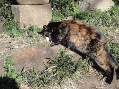 f:id:hatekota810:20121222191942j:image