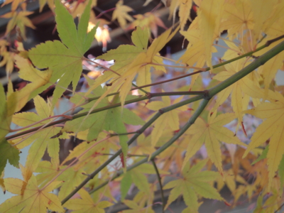 f:id:hatekota810:20121223190112j:image