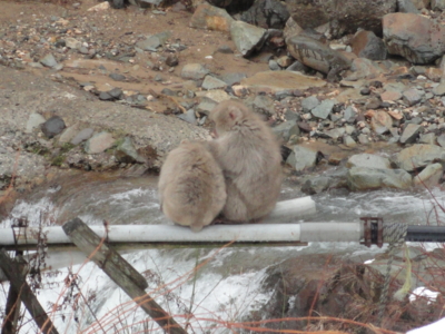 f:id:hatekota810:20130115201504j:image