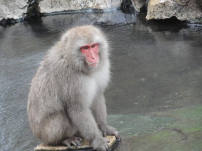 f:id:hatekota810:20130115202656j:image