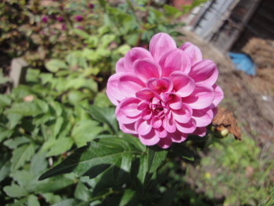 f:id:hatekota810:20130212183728j:image