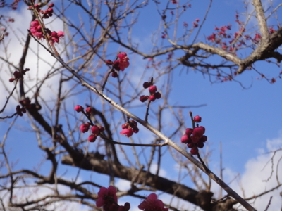 f:id:hatekota810:20130228192053j:image