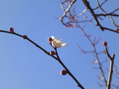 f:id:hatekota810:20130228192423j:image