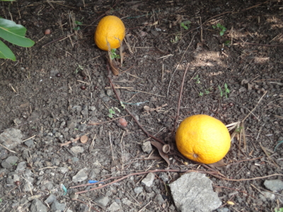 f:id:hatekota810:20130330195001j:image