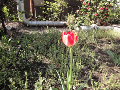 f:id:hatekota810:20130409195551j:image