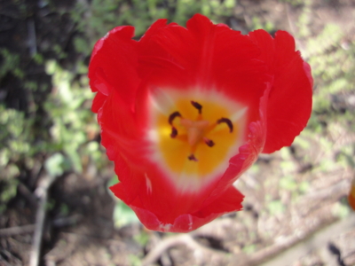 f:id:hatekota810:20130409195931j:image