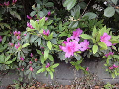 f:id:hatekota810:20130410193745j:image