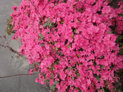 f:id:hatekota810:20130410193910j:image