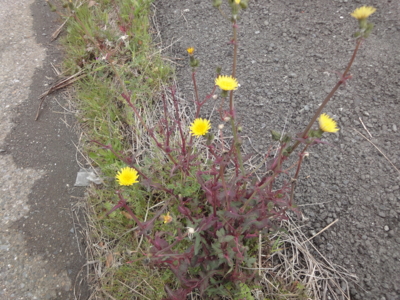 f:id:hatekota810:20130411200825j:image