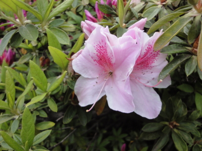 f:id:hatekota810:20130412192741j:image