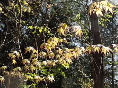 f:id:hatekota810:20130416193431j:image