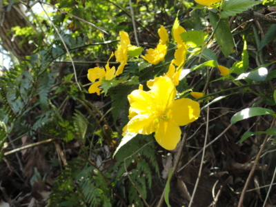 f:id:hatekota810:20130417194356j:image