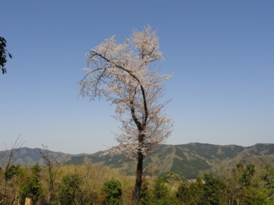 f:id:hatekota810:20130419185940j:image
