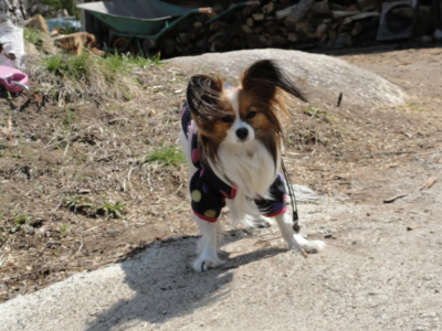 f:id:hatekota810:20130507194013j:image
