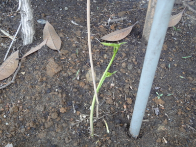 f:id:hatekota810:20130517185521j:image