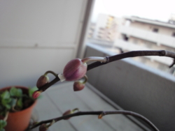 f:id:hatekota810:20130517185718j:image