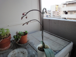 f:id:hatekota810:20130517185724j:image