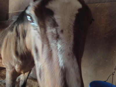 f:id:hatekota810:20130518191058j:image