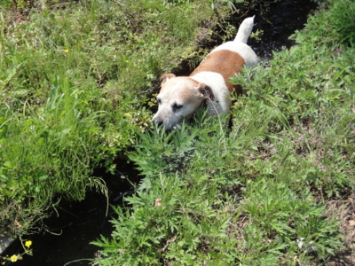 f:id:hatekota810:20130518191446j:image