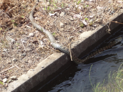 f:id:hatekota810:20130518193740j:image