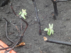 f:id:hatekota810:20130520192621j:image