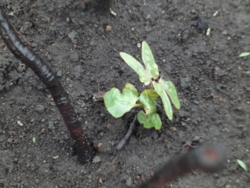 f:id:hatekota810:20130520192626j:image