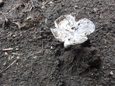 f:id:hatekota810:20130520192915j:image