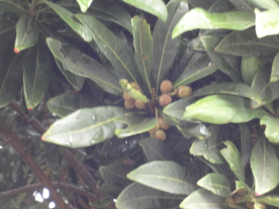 f:id:hatekota810:20130520193119j:image